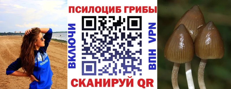 дарнет шоп  Кольчугино  Псилоцибиновые грибы MAGIC MUSHROOMS 